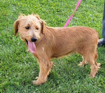 Tasha 20 lb mini Goldendoodle