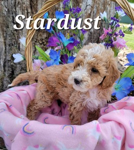 Stardust