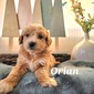 Orian