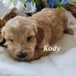 Kody